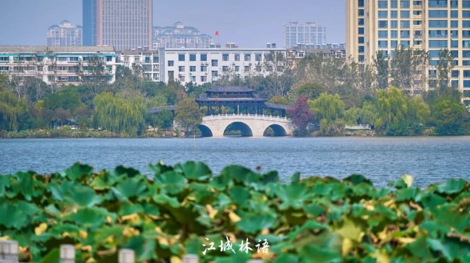 拉动百亿经济！武汉都市圈这片湿地的美“鹭人皆知”——走进遗爱湖国家湿地公园