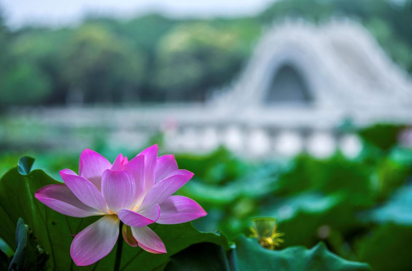 湿地浅滩